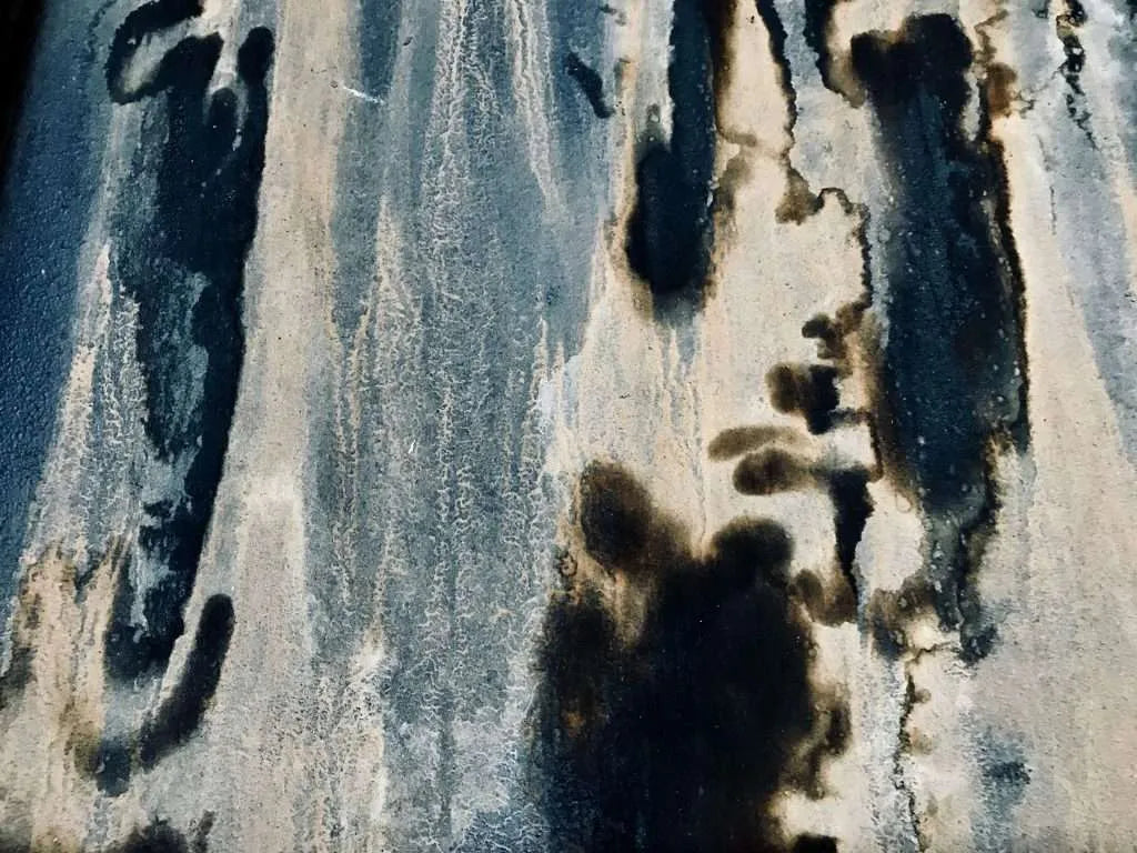 Hongos en la Construcción